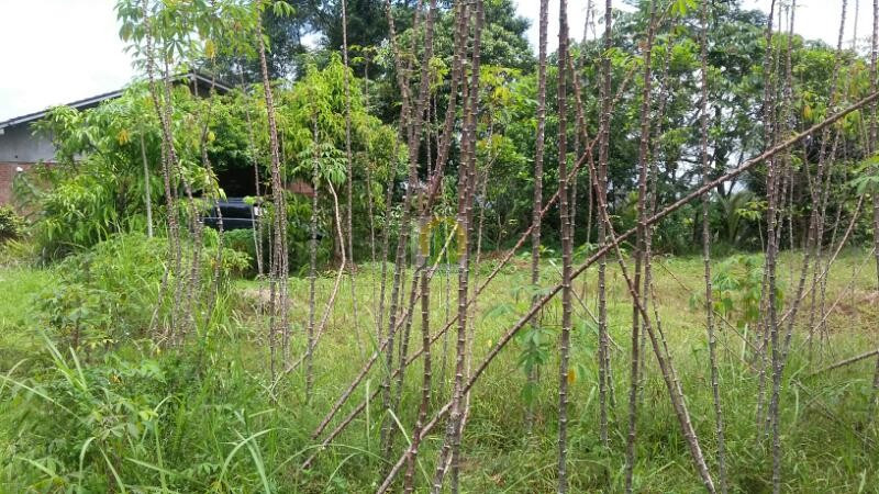 Rumah dan Tanah Luas dijual di Cimanggis.jpg