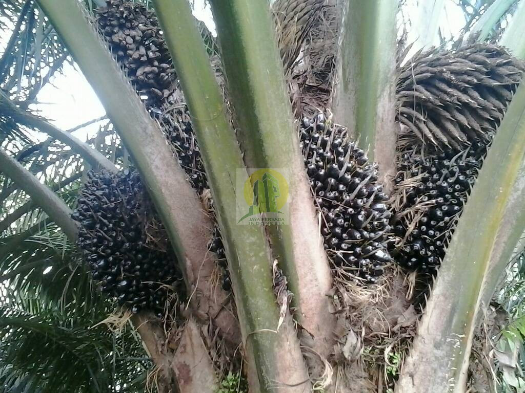 Lahan Pertanian Kelapa sawit yang masih subur