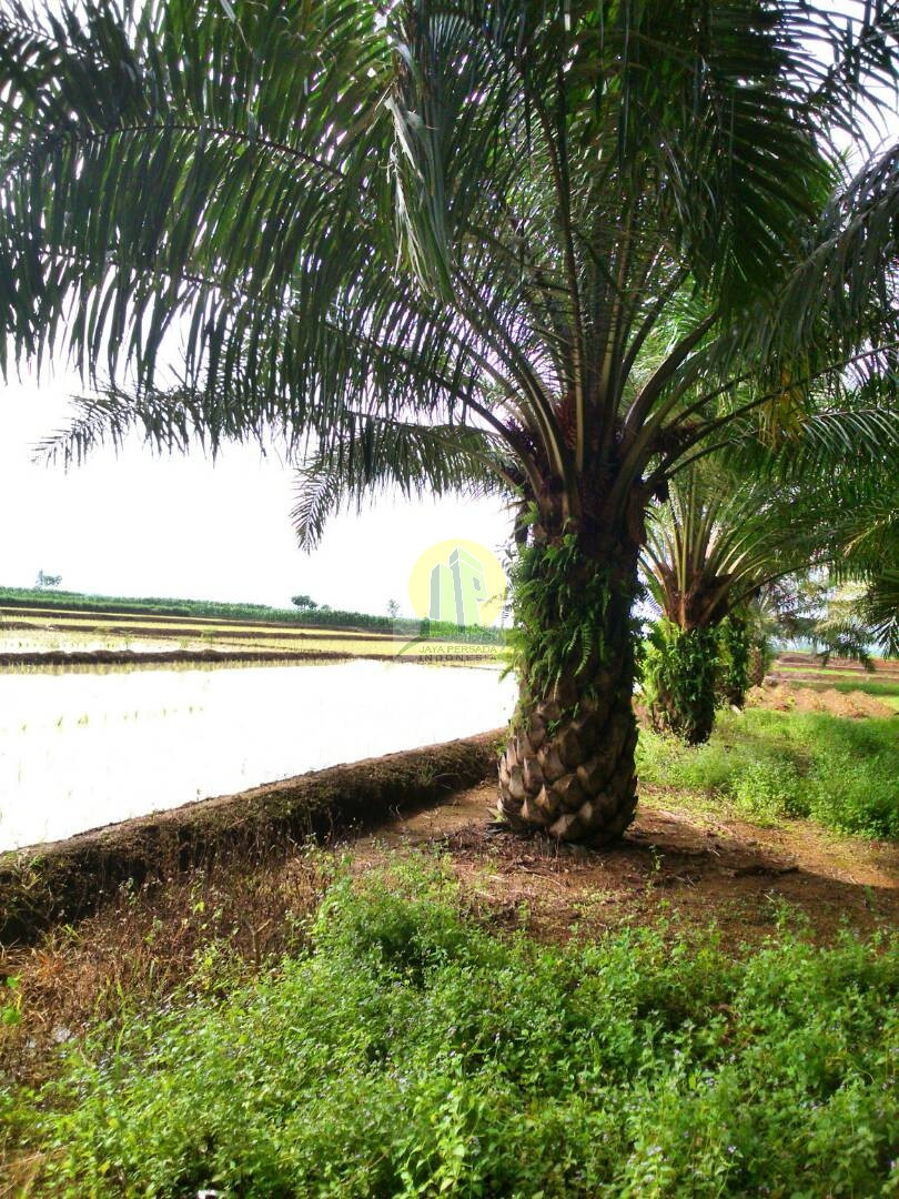 dijual kebun sawit di Lampung