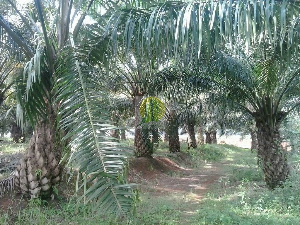 Dijual Cepat Lahan Pertanian Kelapa Sawit di Lampung