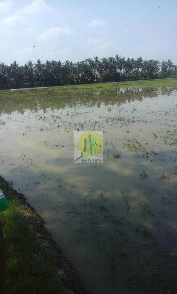 DIjual Lahan Sawah Produktif di Bekasi.jpg