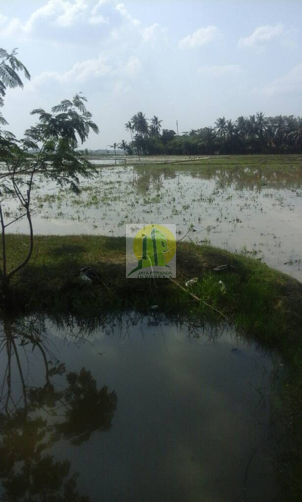 Lahan Sawah Produktif di Jual di Bekasi.jpg