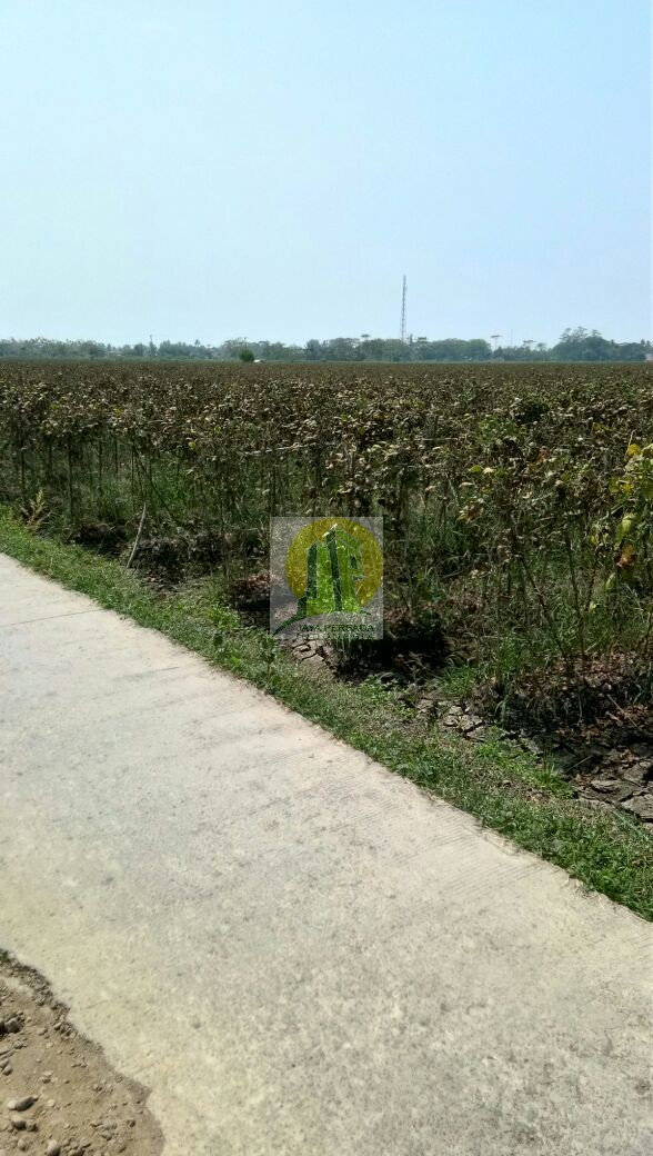 Kavling Suila Syariah di Tambelang Bekasi.jpg