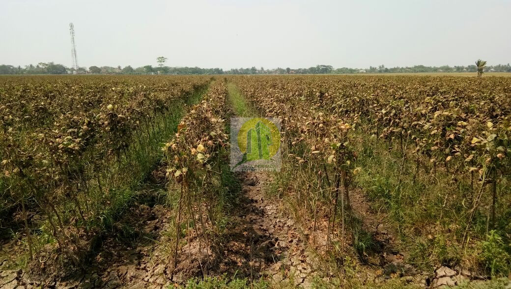 Kavling Syariah Suila di Tambelang Bekasi.jpg