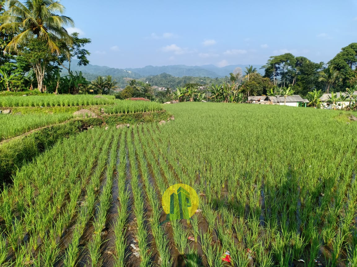 Sawah produktif