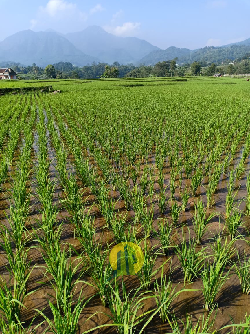 Sawah produktif