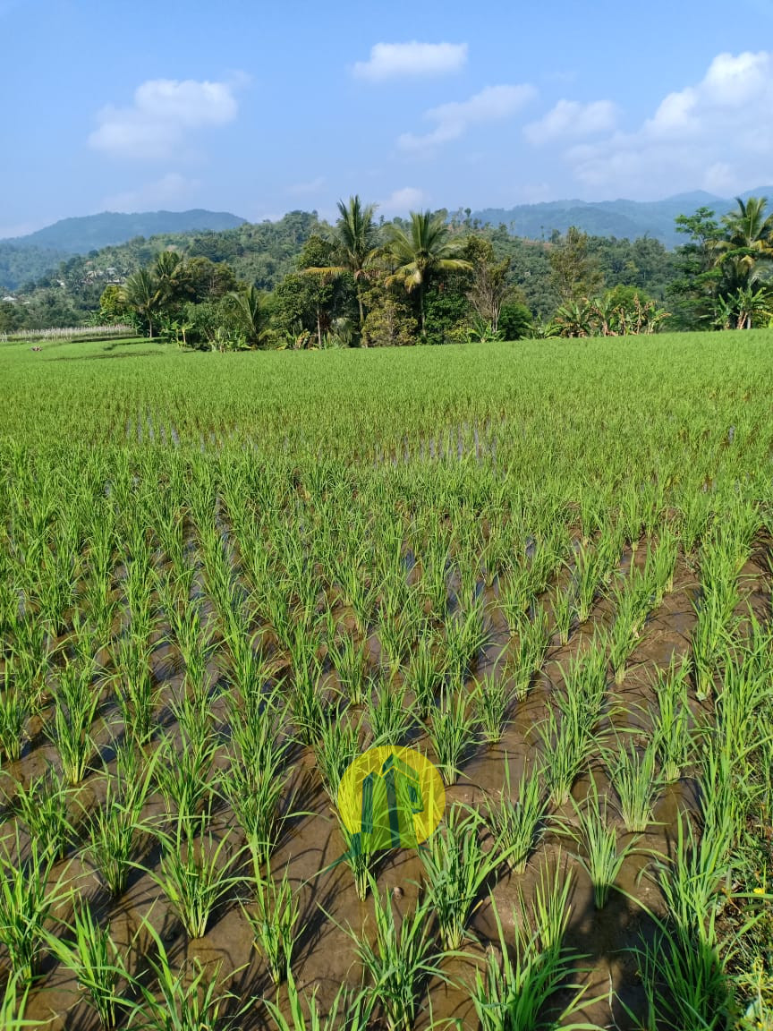 Sawah produktif
