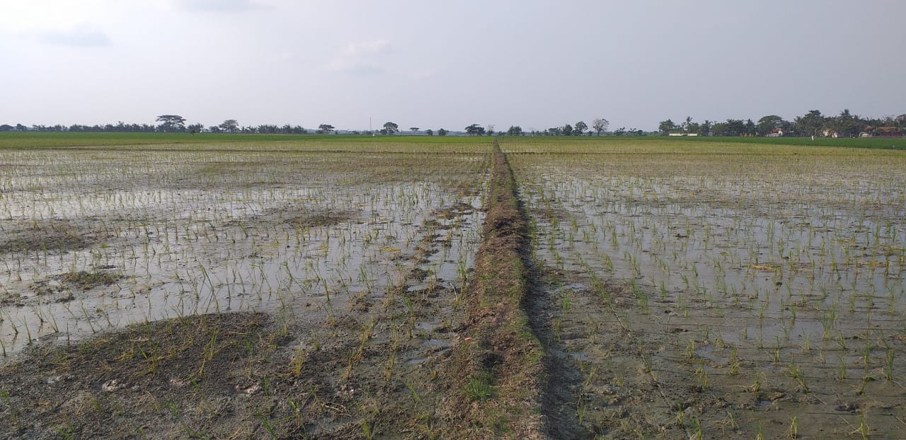 Tanah Sawah.jpeg
