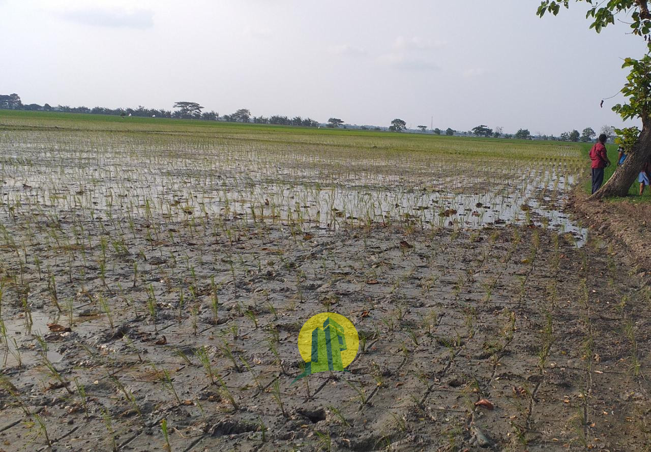 Tanah Sawah (2).jpeg