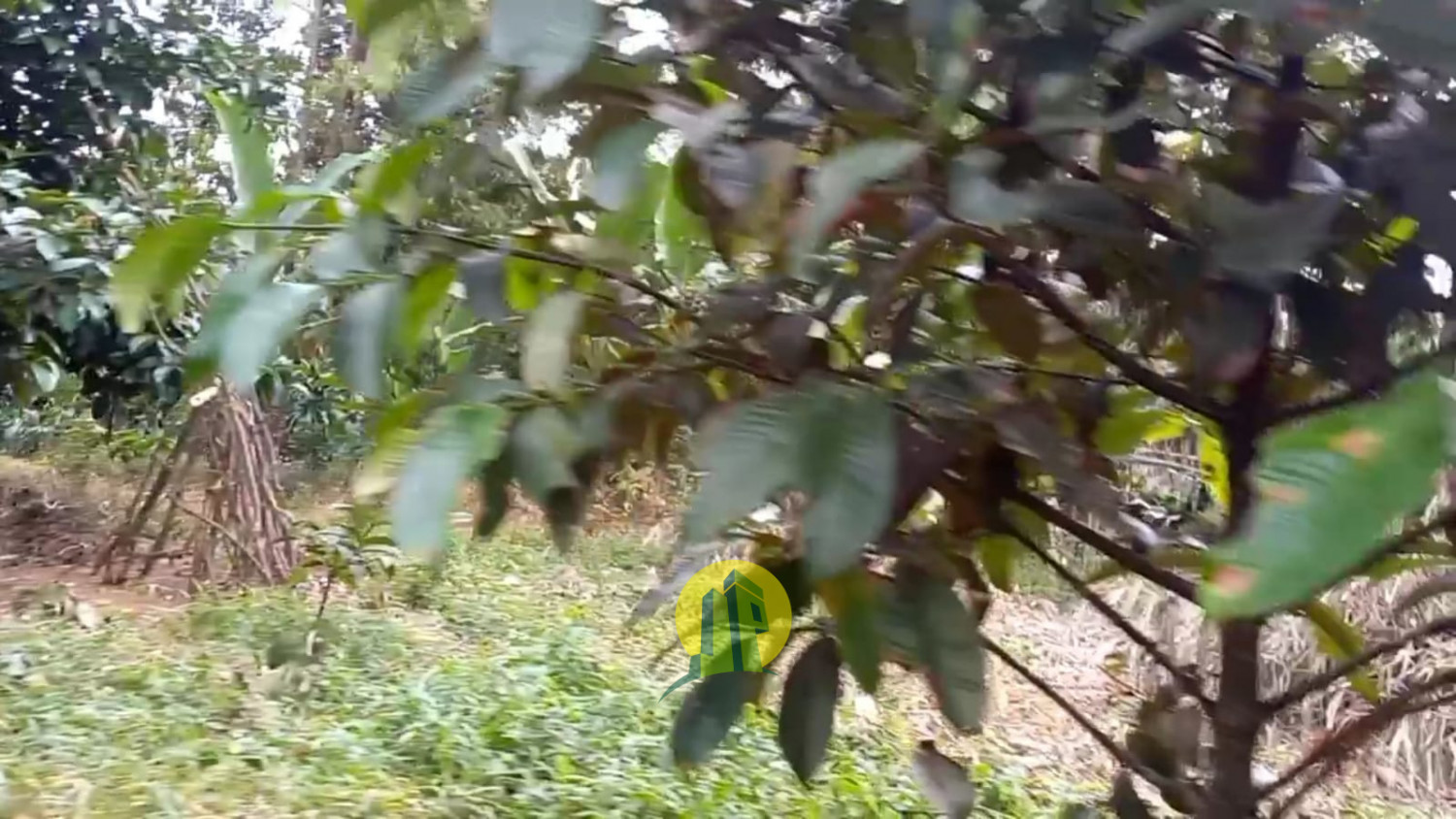 Tanah Darat Kebun Manggis1.jpeg