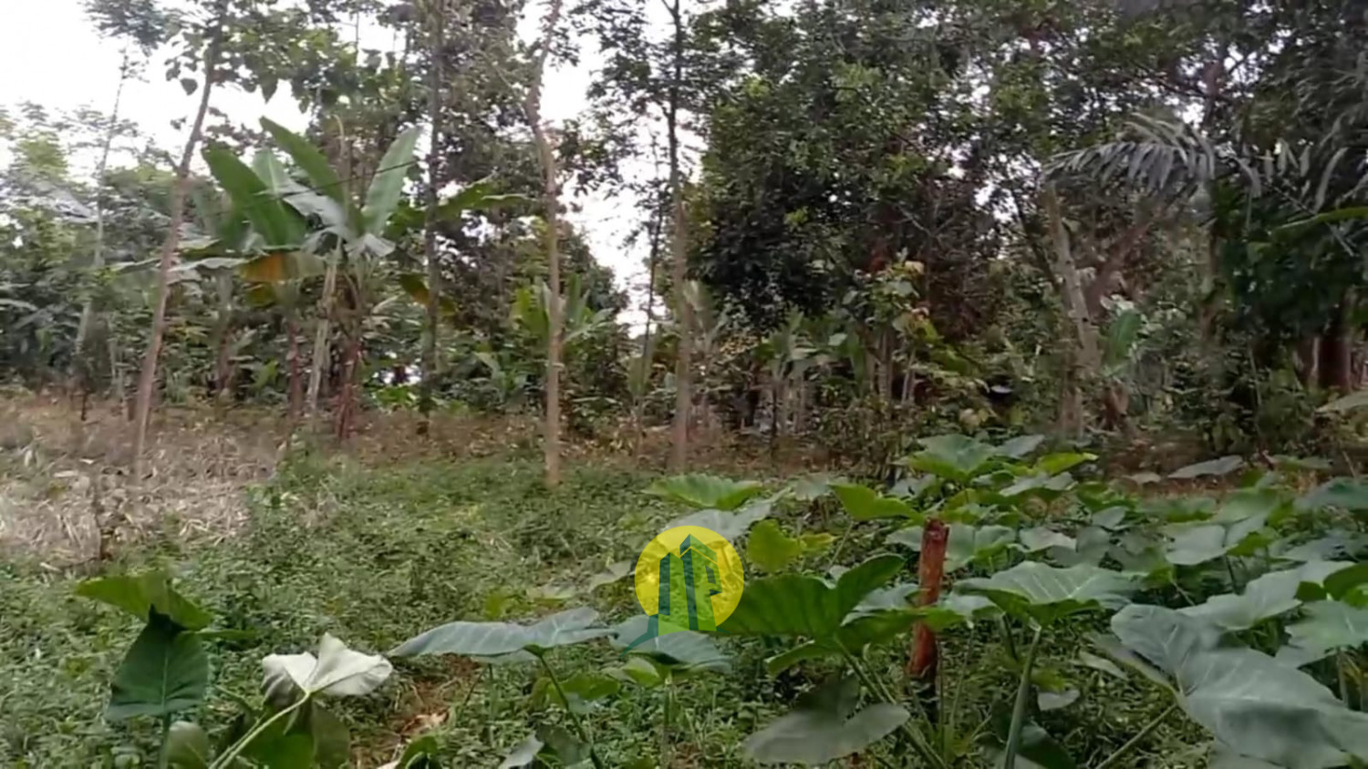 Tanah Darat Kebun Manggis3.jpeg
