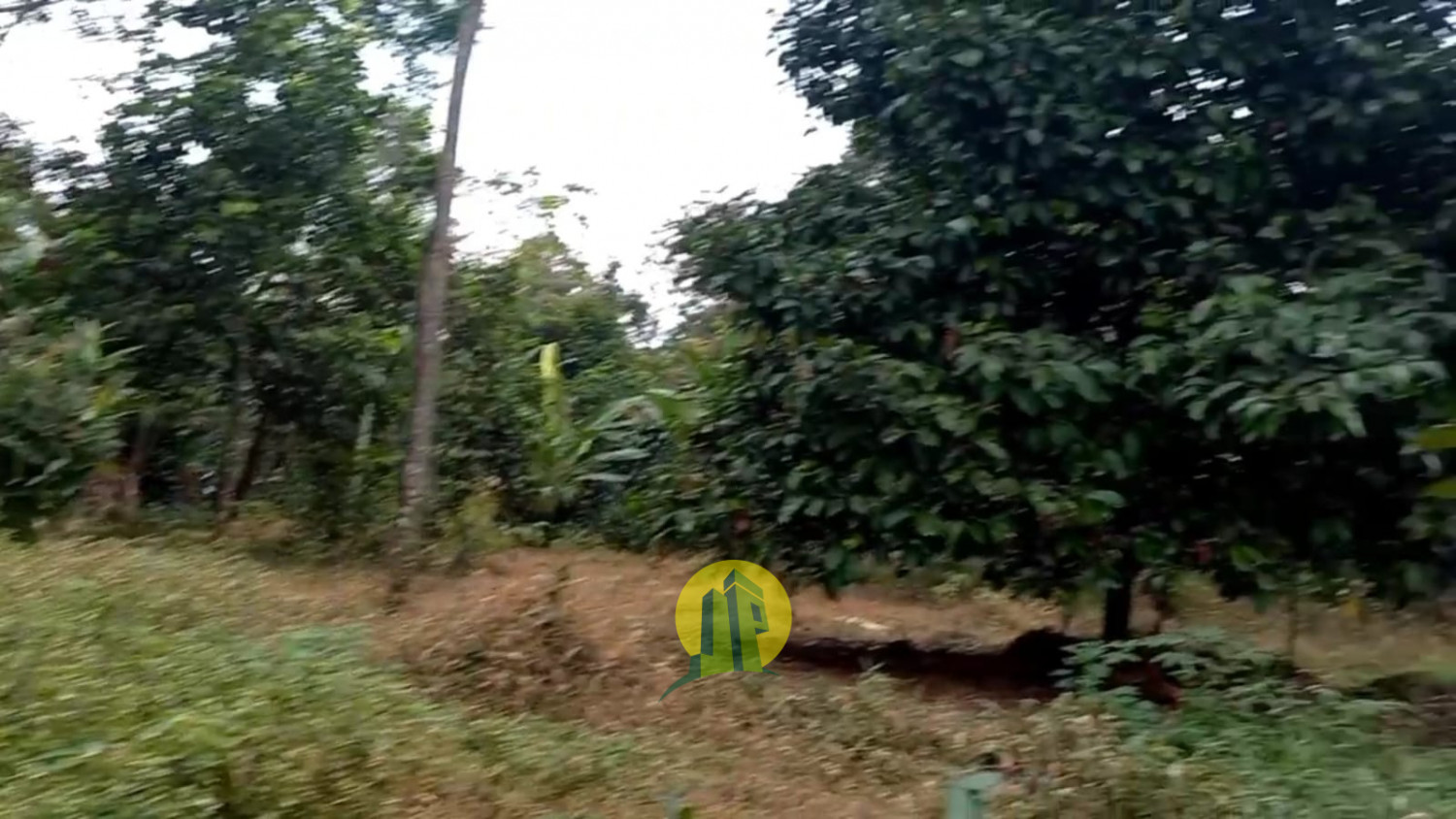 Tanah Darat Kebun Manggis5.jpeg