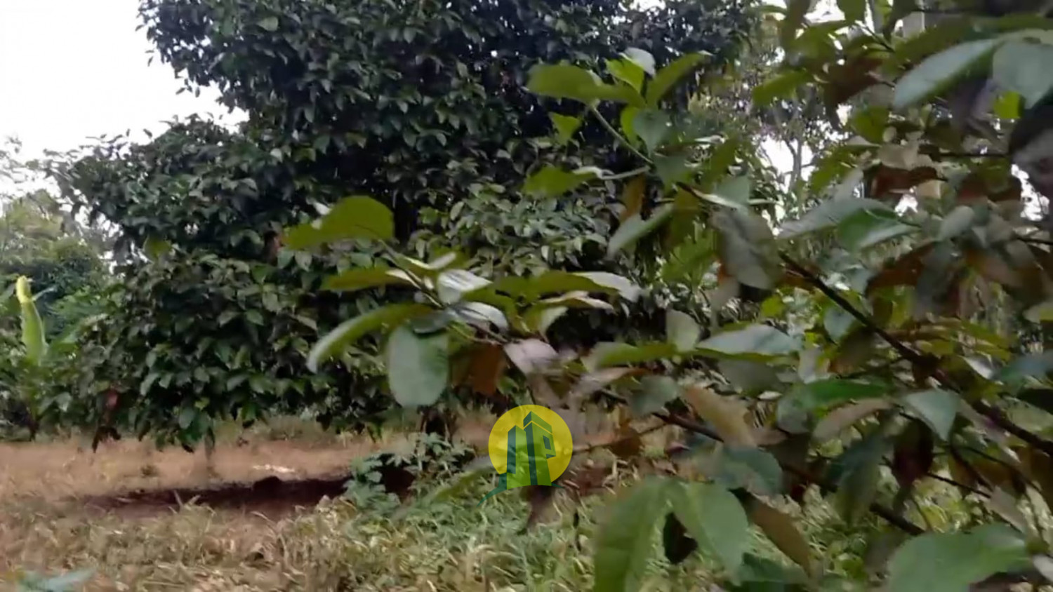 Tanah Darat Kebun Manggis6.jpeg