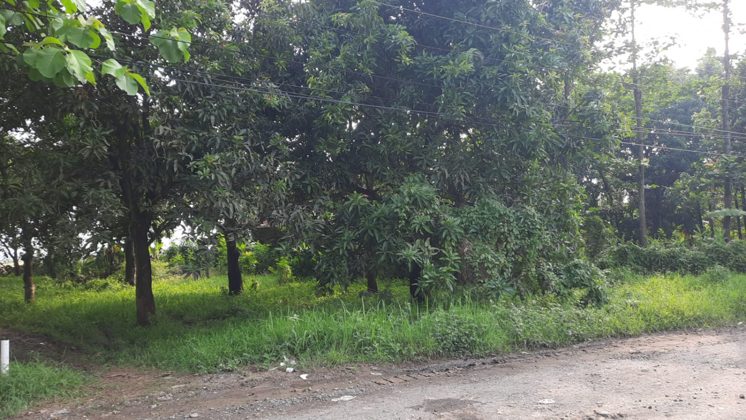 Tanah Indramayu.jpeg