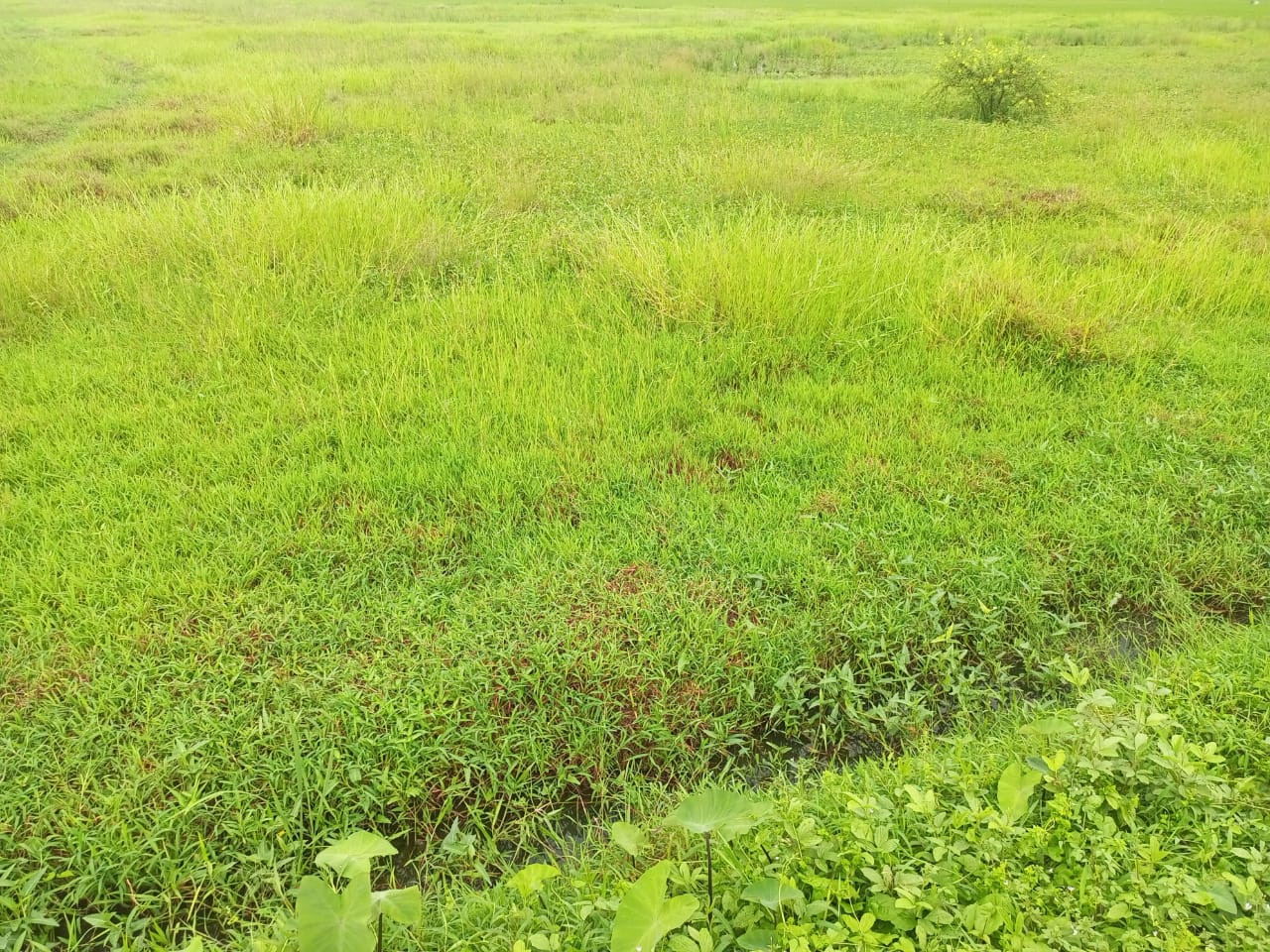 Tanah Sawah.jpeg