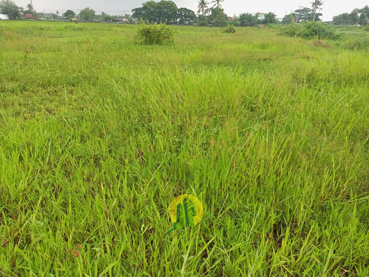 Tanah Sawah1.jpeg