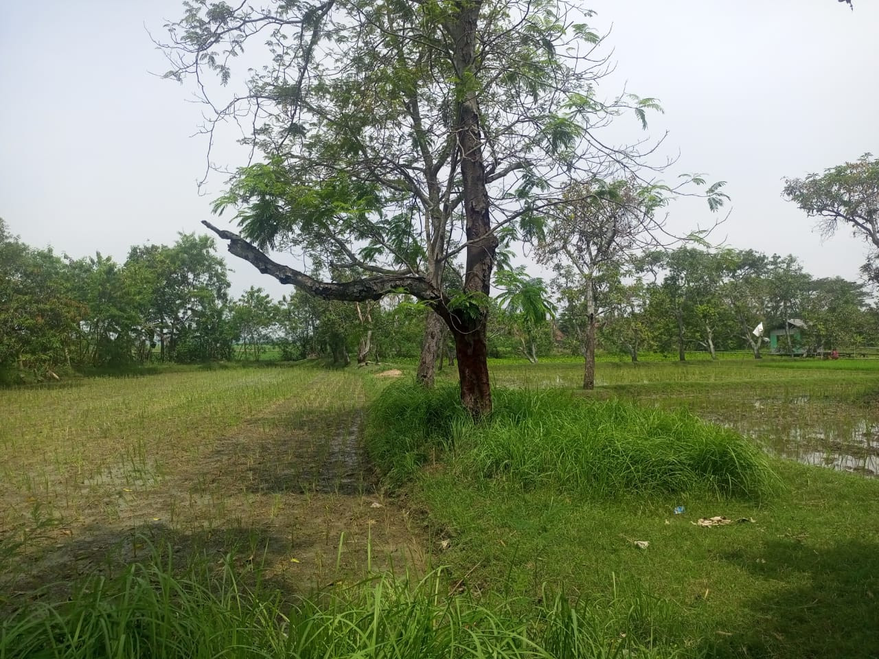 Tanah Karawang.jpeg
