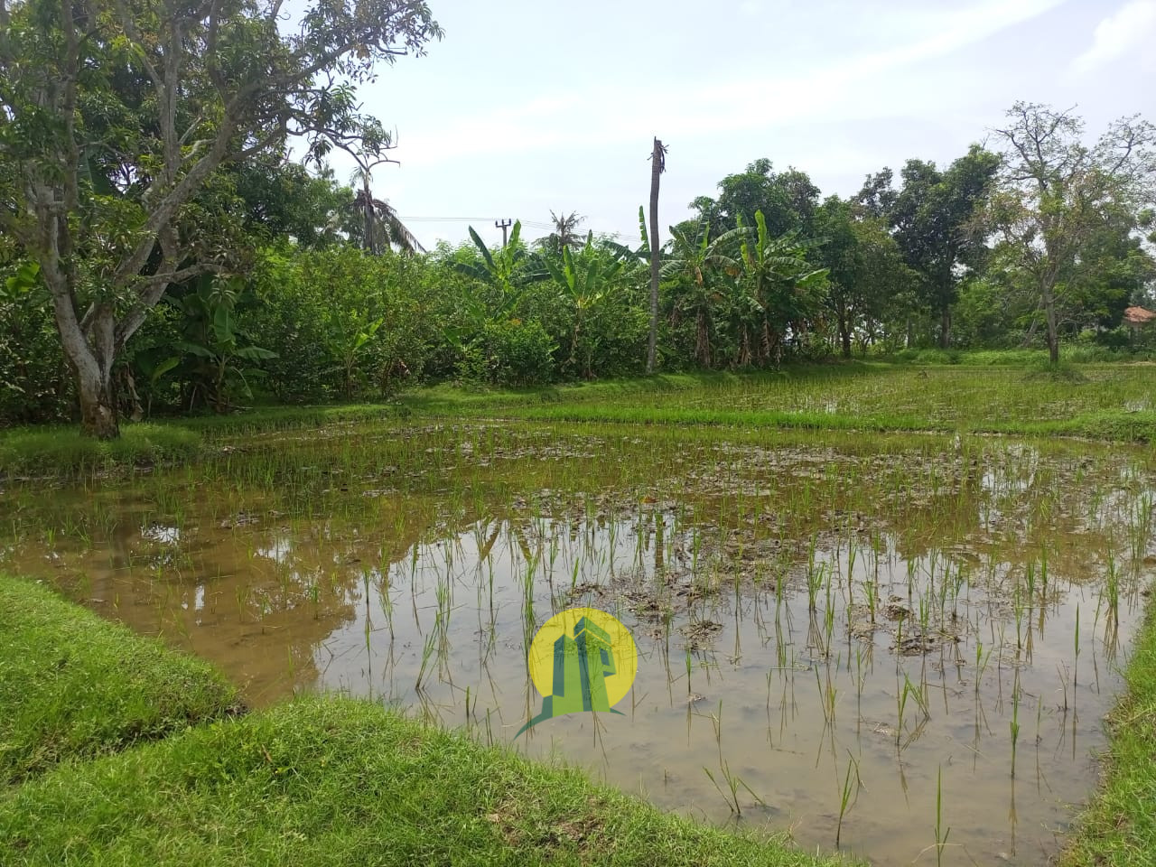 Tanah Karawang 2.jpeg