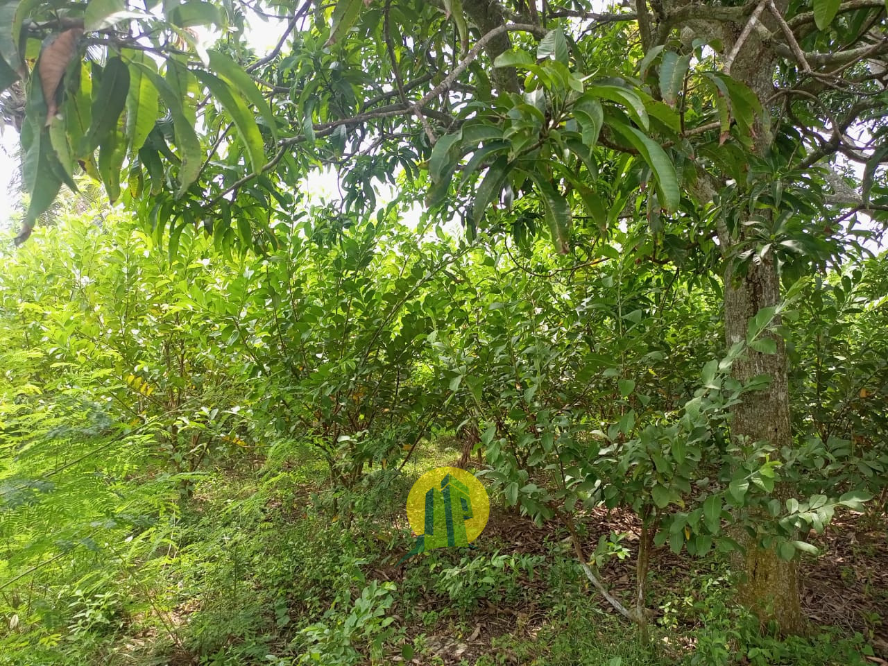 Tanah Karawang 3.jpeg