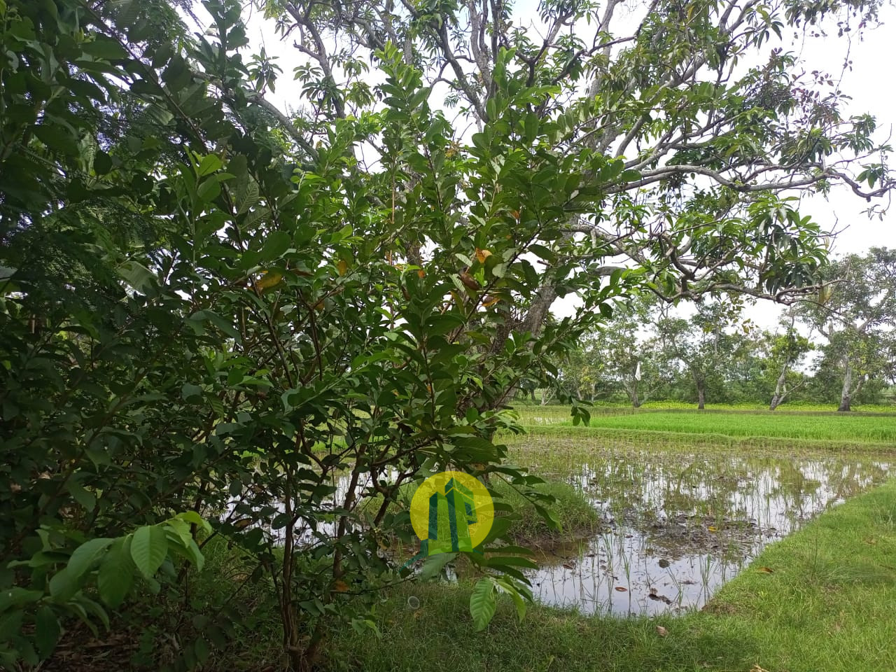 Tanah Karawang 4.jpeg