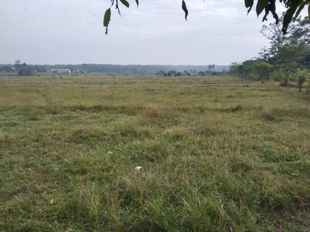Sawah Subang.jpeg