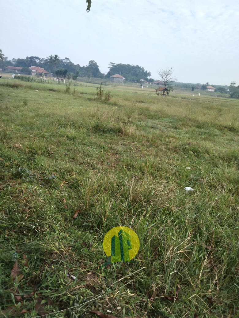 Sawah Subang 1.jpeg