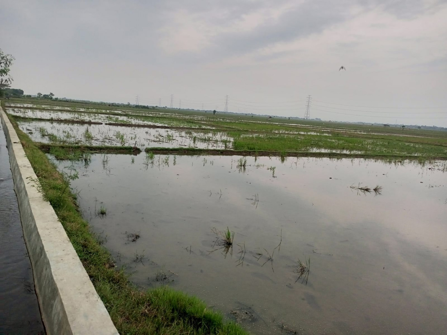 Tanah Sawah Karawang.jpeg