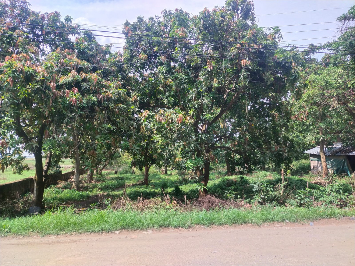 Tanah Gantar Indramayu.jpeg